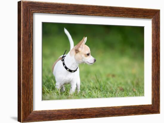 Small Chihuahua Dog Standing on a Green Grass Park with a Shallow Depth of Field-Kamira-Framed Photographic Print