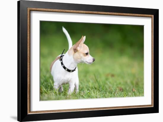 Small Chihuahua Dog Standing on a Green Grass Park with a Shallow Depth of Field-Kamira-Framed Photographic Print