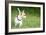 Small Chihuahua Dog Standing on a Green Grass Park with a Shallow Depth of Field-Kamira-Framed Photographic Print