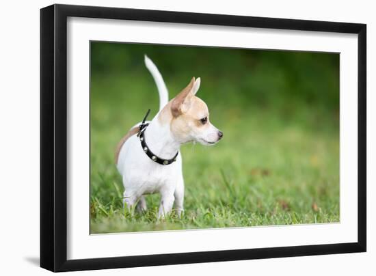 Small Chihuahua Dog Standing on a Green Grass Park with a Shallow Depth of Field-Kamira-Framed Photographic Print