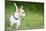 Small Chihuahua Dog Standing on a Green Grass Park with a Shallow Depth of Field-Kamira-Mounted Photographic Print