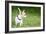 Small Chihuahua Dog Standing on a Green Grass Park with a Shallow Depth of Field-Kamira-Framed Photographic Print