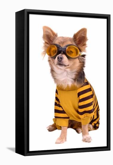 Small Chihuahua Dog Wearing Suit And Goggles Isolated On White Background-vitalytitov-Framed Premier Image Canvas