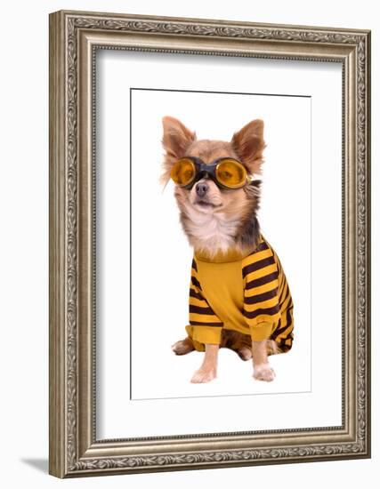 Small Chihuahua Dog Wearing Suit And Goggles Isolated On White Background-vitalytitov-Framed Photographic Print