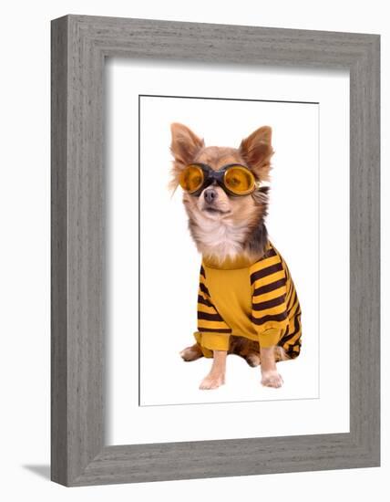 Small Chihuahua Dog Wearing Suit And Goggles Isolated On White Background-vitalytitov-Framed Photographic Print