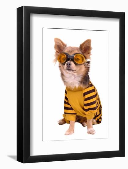 Small Chihuahua Dog Wearing Suit And Goggles Isolated On White Background-vitalytitov-Framed Photographic Print