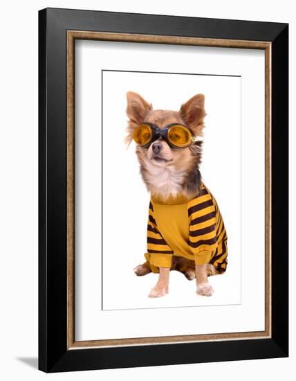 Small Chihuahua Dog Wearing Suit And Goggles Isolated On White Background-vitalytitov-Framed Photographic Print