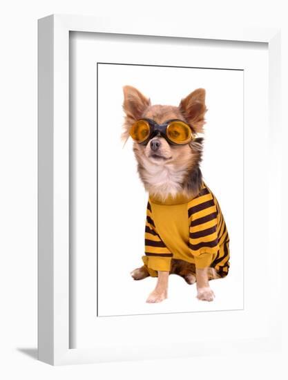 Small Chihuahua Dog Wearing Suit And Goggles Isolated On White Background-vitalytitov-Framed Photographic Print