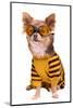 Small Chihuahua Dog Wearing Suit And Goggles Isolated On White Background-vitalytitov-Mounted Photographic Print