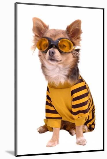 Small Chihuahua Dog Wearing Suit And Goggles Isolated On White Background-vitalytitov-Mounted Photographic Print