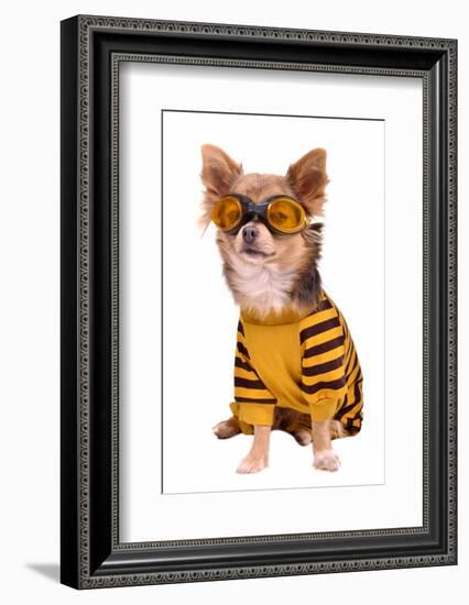 Small Chihuahua Dog Wearing Suit And Goggles Isolated On White Background-vitalytitov-Framed Photographic Print