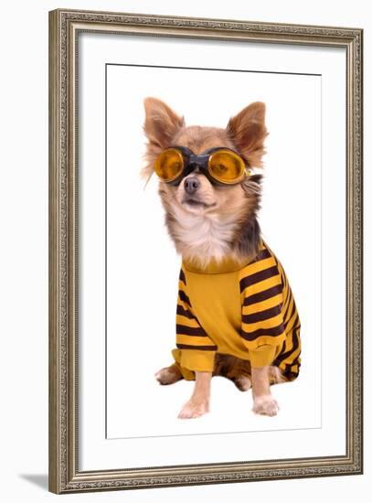 Small Chihuahua Dog Wearing Suit And Goggles Isolated On White Background-vitalytitov-Framed Photographic Print