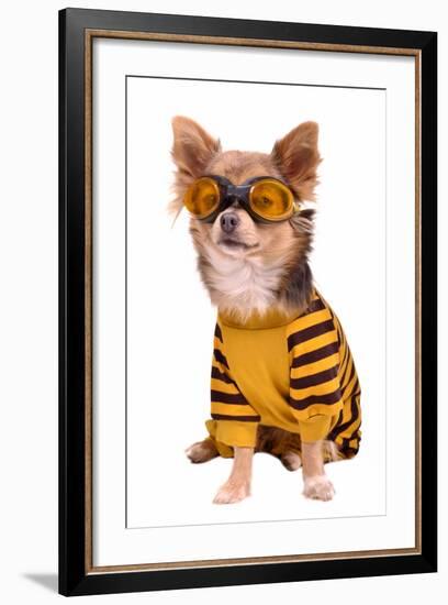 Small Chihuahua Dog Wearing Suit And Goggles Isolated On White Background-vitalytitov-Framed Photographic Print