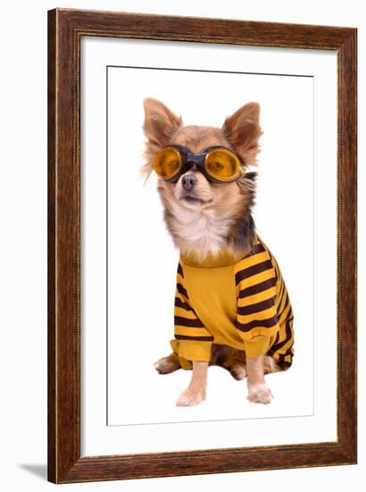 Small Chihuahua Dog Wearing Suit And Goggles Isolated On White Background-vitalytitov-Framed Photographic Print