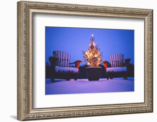 Small Christmas Tree Outdoors-Jim Craigmyle-Framed Photographic Print
