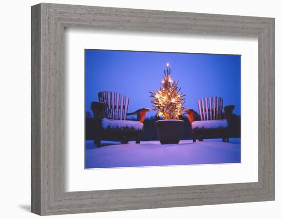 Small Christmas Tree Outdoors-Jim Craigmyle-Framed Photographic Print