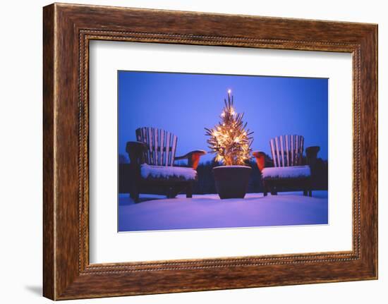 Small Christmas Tree Outdoors-Jim Craigmyle-Framed Photographic Print