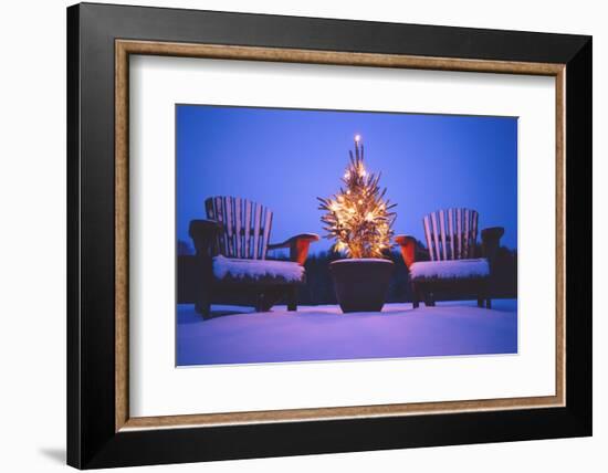 Small Christmas Tree Outdoors-Jim Craigmyle-Framed Photographic Print