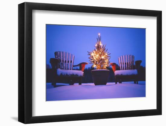 Small Christmas Tree Outdoors-Jim Craigmyle-Framed Photographic Print