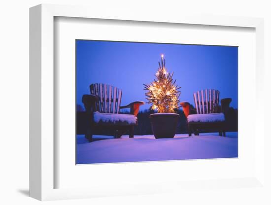 Small Christmas Tree Outdoors-Jim Craigmyle-Framed Photographic Print