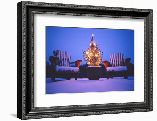 Small Christmas Tree Outdoors-Jim Craigmyle-Framed Photographic Print