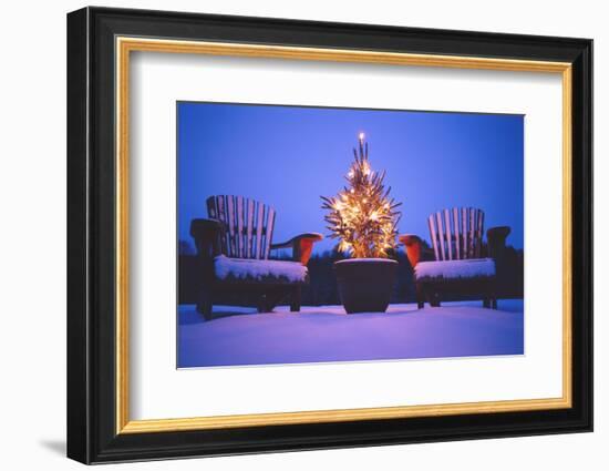 Small Christmas Tree Outdoors-Jim Craigmyle-Framed Photographic Print