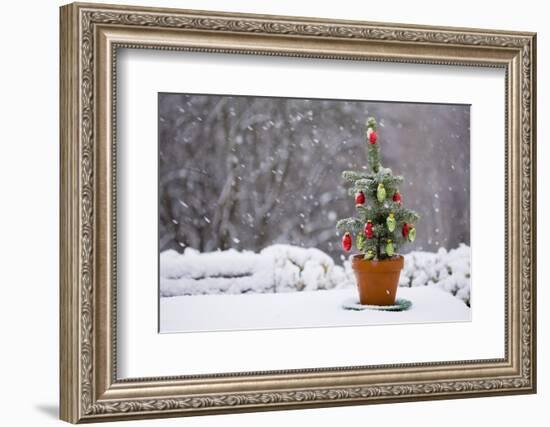 Small Christmas Tree-null-Framed Photographic Print