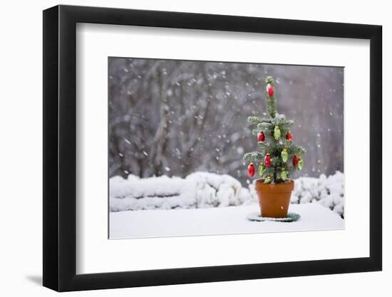 Small Christmas Tree-null-Framed Photographic Print