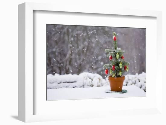 Small Christmas Tree-null-Framed Photographic Print