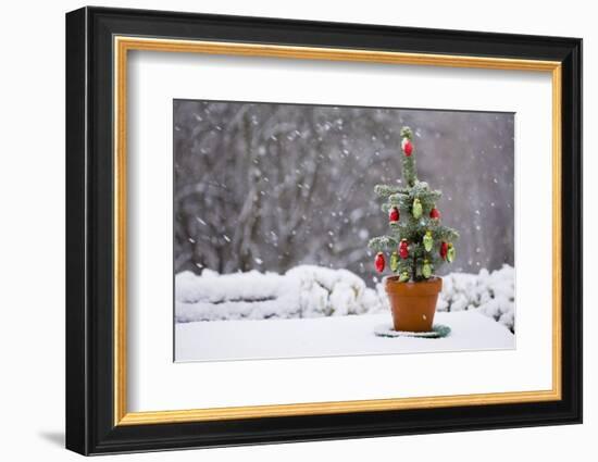 Small Christmas Tree-null-Framed Photographic Print