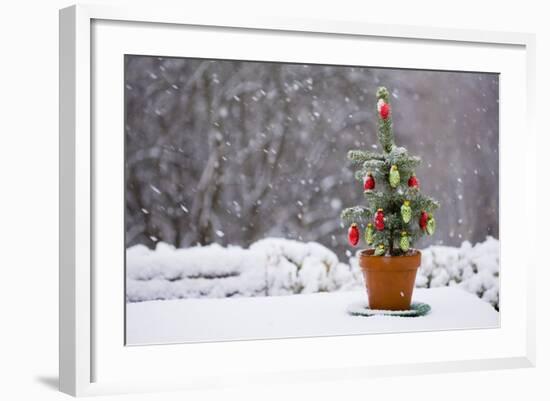 Small Christmas Tree-null-Framed Photographic Print