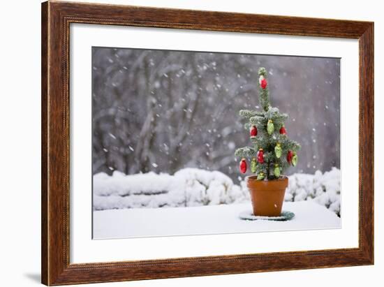 Small Christmas Tree-null-Framed Photographic Print