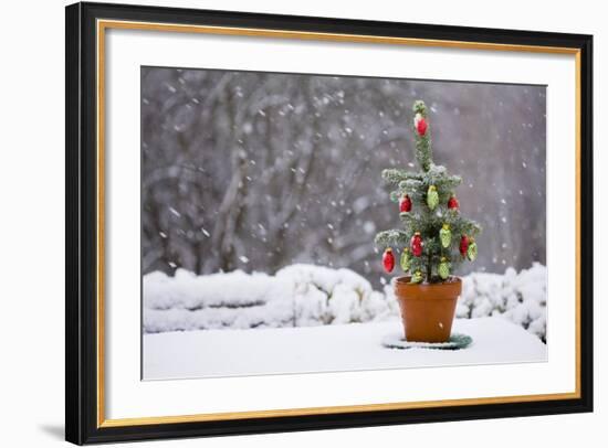 Small Christmas Tree-null-Framed Photographic Print