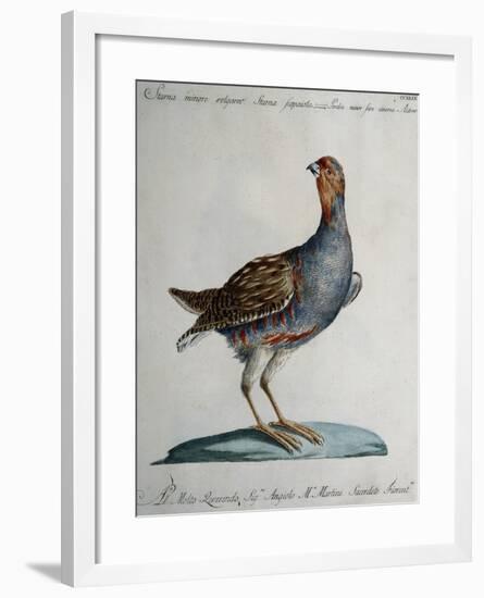 Small Common Partridge known as Lesser Common Partridge or Dunnock (Perdix Minor Cinerea)-null-Framed Giclee Print