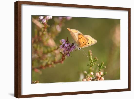 Small Copper Butterfly, Lycaena Phlaeas, Heath Blossom, Side View, Sitting-David & Micha Sheldon-Framed Photographic Print