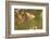 Small Copper Butterfly, Lycaena Phlaeas, Heath Blossom, Side View, Sitting-David & Micha Sheldon-Framed Photographic Print