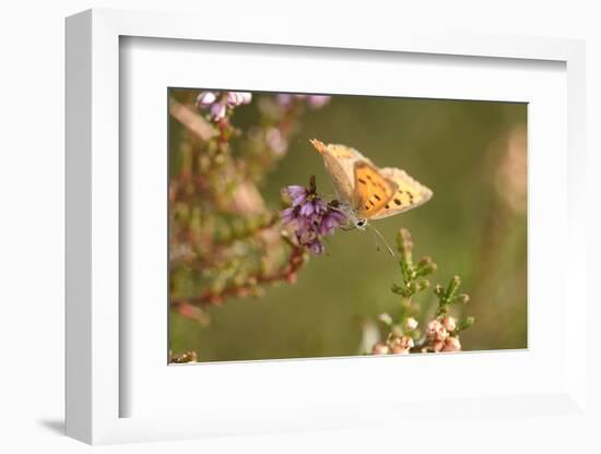 Small Copper Butterfly, Lycaena Phlaeas, Heath Blossom, Side View, Sitting-David & Micha Sheldon-Framed Photographic Print