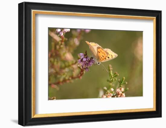 Small Copper Butterfly, Lycaena Phlaeas, Heath Blossom, Side View, Sitting-David & Micha Sheldon-Framed Photographic Print