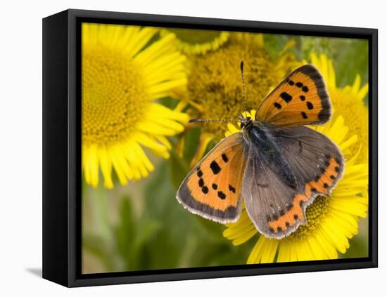 Small Copper Butterfly on Fleabane Flower, Hertfordshire, England, UK-Andy Sands-Framed Premier Image Canvas