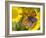 Small Copper Butterfly on Fleabane Flower, Hertfordshire, England, UK-Andy Sands-Framed Photographic Print