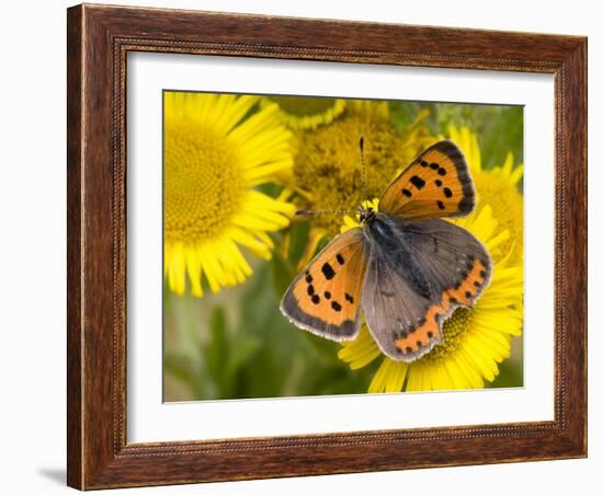 Small Copper Butterfly on Fleabane Flower, Hertfordshire, England, UK-Andy Sands-Framed Photographic Print