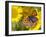 Small Copper Butterfly on Fleabane Flower, Hertfordshire, England, UK-Andy Sands-Framed Photographic Print