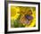 Small Copper Butterfly on Fleabane Flower, Hertfordshire, England, UK-Andy Sands-Framed Photographic Print