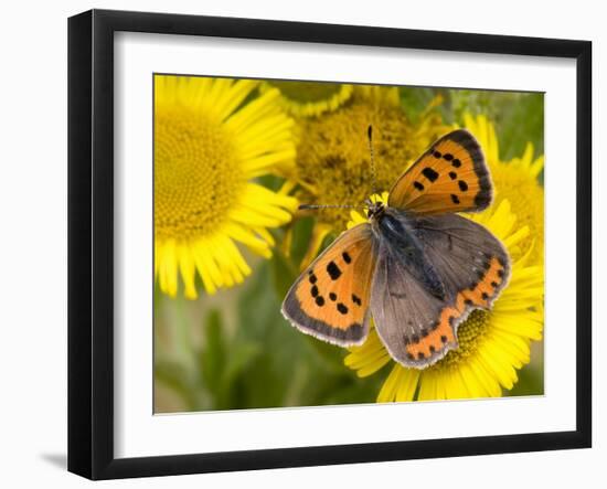 Small Copper Butterfly on Fleabane Flower, Hertfordshire, England, UK-Andy Sands-Framed Photographic Print