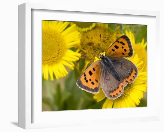 Small Copper Butterfly on Fleabane Flower, Hertfordshire, England, UK-Andy Sands-Framed Photographic Print