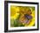 Small Copper Butterfly on Fleabane Flower, Hertfordshire, England, UK-Andy Sands-Framed Photographic Print