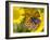 Small Copper Butterfly on Fleabane Flower, Hertfordshire, England, UK-Andy Sands-Framed Photographic Print