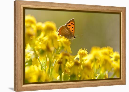 Small Copper (Lycaena Phlaeas) Butterfly Resting on Common Ragwort (Senecio Jacobaea) Dorset, UK-Ross Hoddinott-Framed Premier Image Canvas