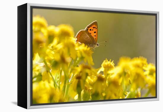 Small Copper (Lycaena Phlaeas) Butterfly Resting on Common Ragwort (Senecio Jacobaea) Dorset, UK-Ross Hoddinott-Framed Premier Image Canvas