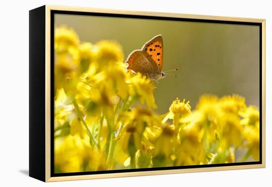 Small Copper (Lycaena Phlaeas) Butterfly Resting on Common Ragwort (Senecio Jacobaea) Dorset, UK-Ross Hoddinott-Framed Premier Image Canvas